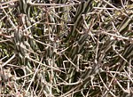 Euphorbia kalisana Marsabit severne GPS173 Kenya 2012_PV0932 vyrez.jpg